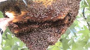 Beehive removal sounds like a frightening prospect, but it doesn't have to be. Keep Bee Harborage Out Of Sight With Bee Removal Perth Services