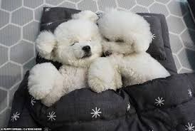 Korean tacos place steaks in a large resealable plastic bag. Dog Tired Adorable Puppies Enjoy A Nap In Tiny Sleeping Bags At A South Korea Day Care Centre Daily Mail Online