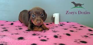 Ridgewood kennels has been placing dachshund puppies for sale in pa, ny, nj, de, md, ri, and farther for more than 40 years! Autumn S Puppies Are 5 Weeks Old Zoeys Doxies
