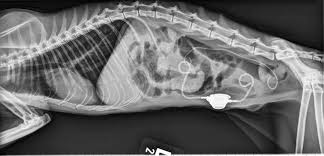 Other chemical compounds that can form stones in the urinary tract include uric acid, magnesium. New Alternatives For Minimally Invasive Management Of Uroliths Ureteroliths Vetfolio