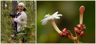 Florida Native Plant Society (FNPS)