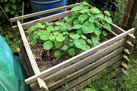 Kapuzinerkresse ist eine bekannte gartenpflanze, die viele bereits gesehen haben werden. Kapuzinerkresse Tropaeolum Majus Steckbrief Und Bilder