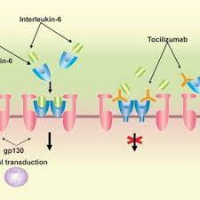 Tocilizumab is a recombinant humanized igg1κ antibody, consisting of two overall, this antibody structure includes 12 intrachain and 4 interchain disulfide bonds. Pdf Review Of Tocilizumab In The Treatment Of Rheumatoid Arthritis