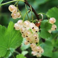 In den südlichen regionen erfolgt die reifung im hochsommer, in gebieten mit instabilem klima beginnt die ernte am ende des sommers und endet am anfang des herbstes. Reiche Ernte Johannisbeeren Richtig Pflegen Baumpflegeportal