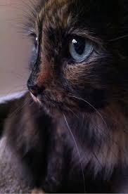 Cute Tortie Hayvanlar Evcil Hayvanlar Kediler Ve Yavrulari