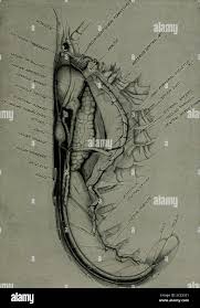 نتیجه جستجوی لغت [appendages] در گوگل