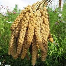 Image result for Setaria italica