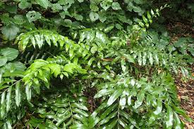 Image result for Asplenium currorii