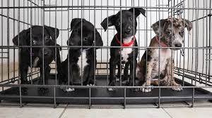 Our pet friendly palm springs vacation rentals can be the perfect place for you and your friend. Coronavirus Sparks A Pet Adoption And Fostering Boom But Animal Shelters Worry It May Go Bust