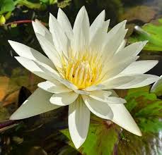Image result for Nymphaea