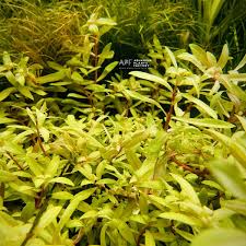 Image result for Ammannia aegyptiaca