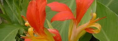 Creativity, freshness, attention to detail and excellent customer service are just a few attributes one should look for in a florist. Canna Species Canna Lily Indian Shot Canna Indica