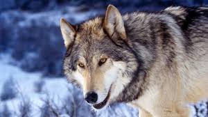 Wolf wallpaper 4k app is used to set wallpaper to your android device. Page 10 4k Ultra Hd Wolf Wallpapers Hd Desktop Backgrounds 3840x2160 Desktop Background