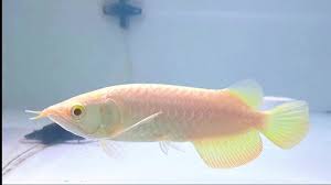 7" Albino crossback #arowanamalaysia #arowana #redeyes #albino #mgbb |  TikTok