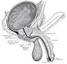 Common Male Pelvic Floor Disorders