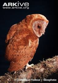 Barn owls (family tytonidae) are one of the two generally accepted families of owls, the other being the typical owls, strigidae. Madagascar Red Owl The Red Owl Tyto Soumagnei Is An Owl In The Barn Owl Family Tytonidae It Is Also Known As The Madagascar Red Owl Madagascar Grass Owl And