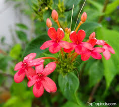 Image result for Ruspolia seticalyx