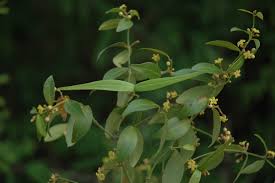 Image result for Secamone