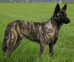 Maybe you would like to learn more about one of these? Brindle German Shepherd Puppy