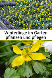 Winterlinge Pflanzen Pflegen Und Vermehren Pflanzen Garten Pflanzen Mdr Garten