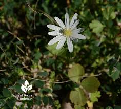 A group of purple/blue and white petals at the top of a thin stem fun. Wild About Wildflowers All Year Central Texas Gardener