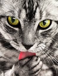 What is it?a complete vegan cat food enriched with vitamins and minerals, omega 3 and 6 oils and of. Vegetarian Dog And Cat Food Pros And Cons