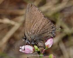 Image result for Satyrium