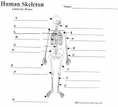 Start studying anatomy bone diagram long bone. Unlabeled Human Skeleton Diagram Koibana Info