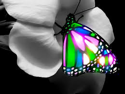 Best desktop wallpapers, full hd backgrounds. 3d Butterfly Wallpapers Group 55