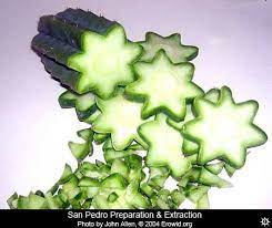 They readily grow roots from cuttings. San Pedro Preparation San Pedro Cacti Psychoactive Plants Medicinal Plants