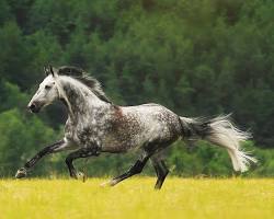 Image of Holsteiner horse