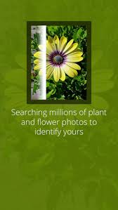 You'll see the name, family, genus, habitat, and a full description. Likethat Garden Flower Identification App Apppicker