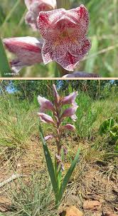 Image result for Gladiolus ecklonii