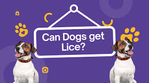 Image result for what do Mallophaga look like in dog fur