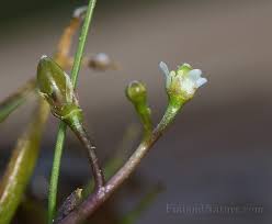 Image result for Subularia