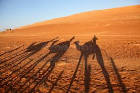 Book your tickets online for real desert man camel safari, jaisalmer: 539 Camel Shadows Photos Free Royalty Free Stock Photos From Dreamstime