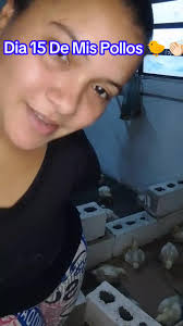 Videos De Pollos De Engorda Blancos