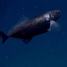 Image result for Pycnosphaera