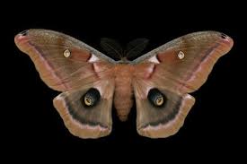 Mysterious Majestic Moths At The Museum Moth Print Moth Beautiful Butterflies