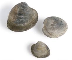 We did not find results for: Which Clam Is Which Article Finecooking