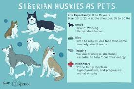 Siberian Husky Full Profile History And Care