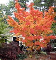 Coral Bark Japanese Maple Maple Tree Landscape Coral Bark Japanese Maple Japanese Maple Tree