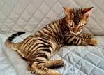 Available Toyger Kittens For Sale & Cats For Adoption