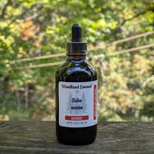 Image result for Sida javensis