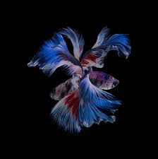 Due to the fact that bettas have been so. Top Tips For Photographing Mount Fuji And Siamese Fighting Fish World Photography Organisation