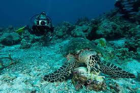 Hawksbill sea turtles use different habitats at different stages of their life cycle. Protecting The Hawksbill Highway Wwf