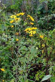 Image result for Helianthus angustifolius