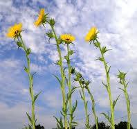 Compass plants growing inches a day in Labette County