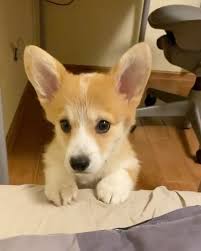 Black And Brown Corgi Puppy Corgi On Instagram This Hooman Doesn T Get What I M Saying At All Cpt Corgi In 2020 Corgi Cute Animal Photos Cute Corgi