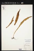 Image result for Loxogramme latifolia